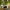 Rally car speeding on a gravel road in a forest, kicking up dust.