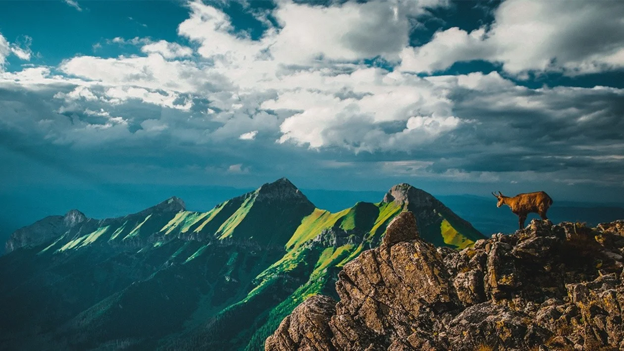 Goat spotted in the Western Tatras of Slovakia