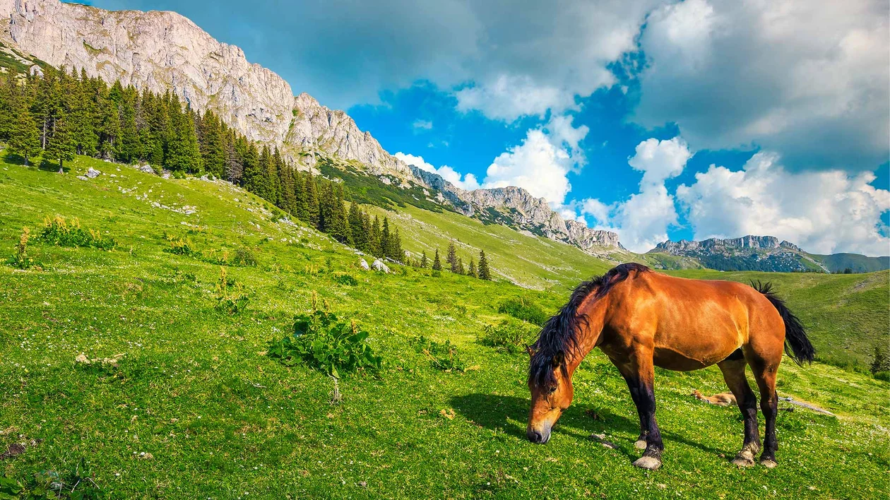 Horse at the Carpathian mountains in Transylvania, Romania