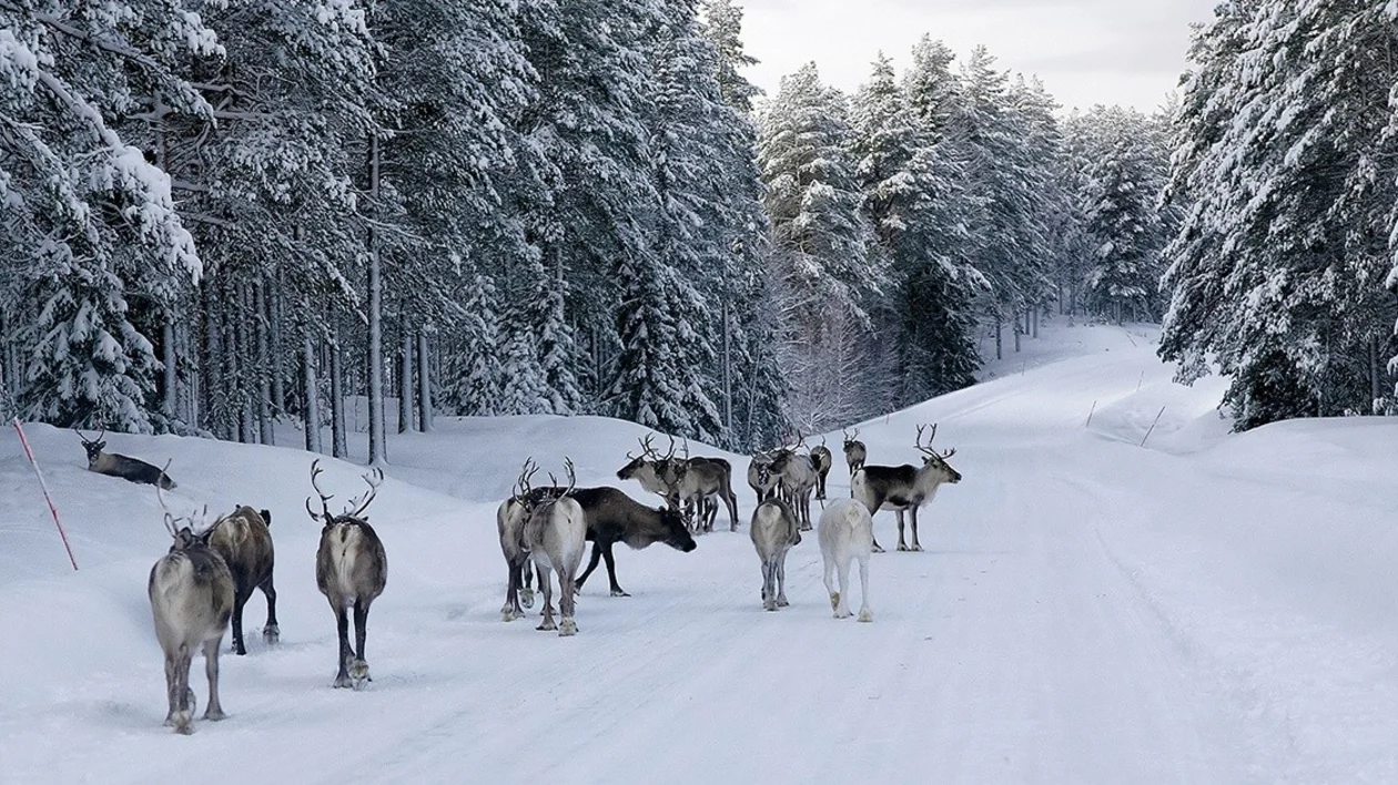Reindeer spotted in Sweden
