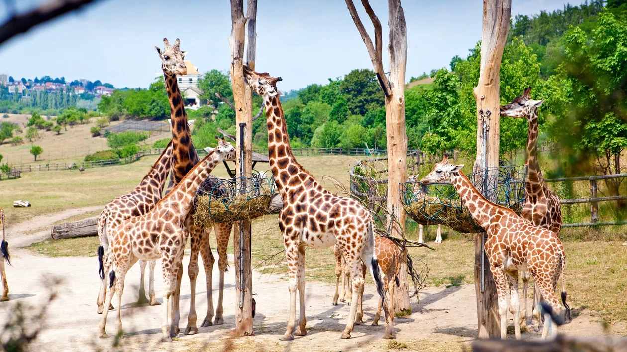 Feeding,Time,For,Giraffes,In,Prague,Zoo,,Czech,Republic