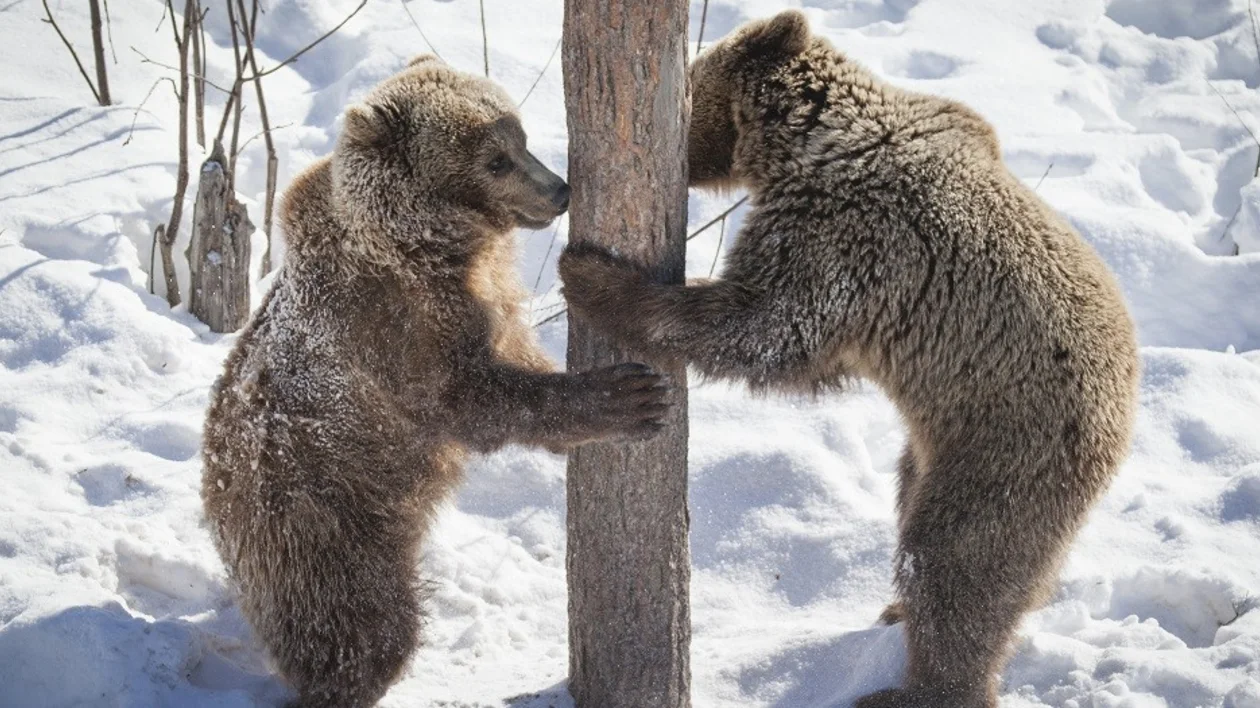 Zoo_bears_byVisitFinland