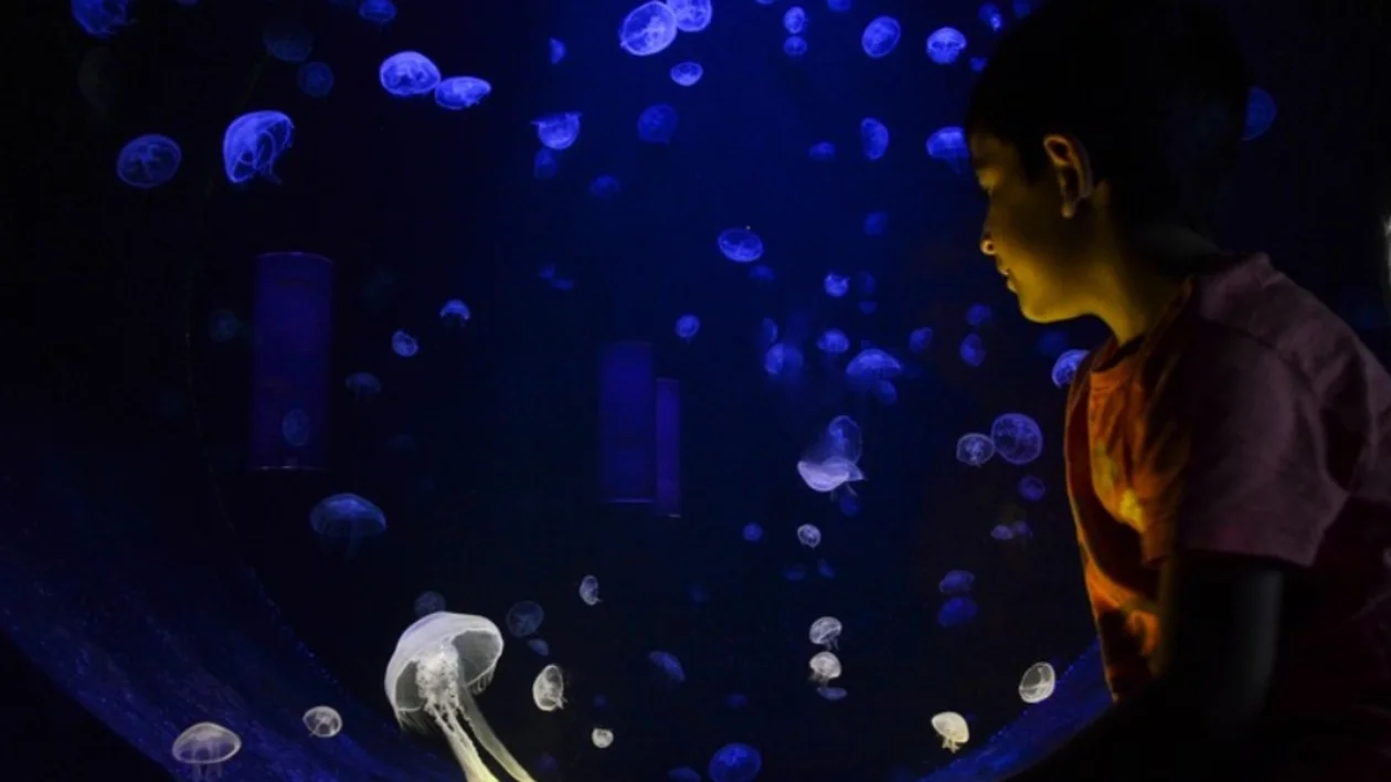 cretAquarium_1000_525b