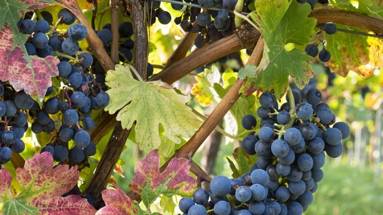 Freiburg: Weinrebe mit Trauben © DZT/Francesco Carovillano