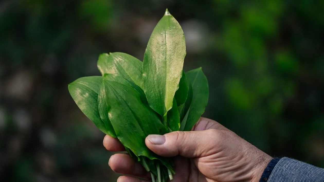 Wild garlic leaves, Estonia.