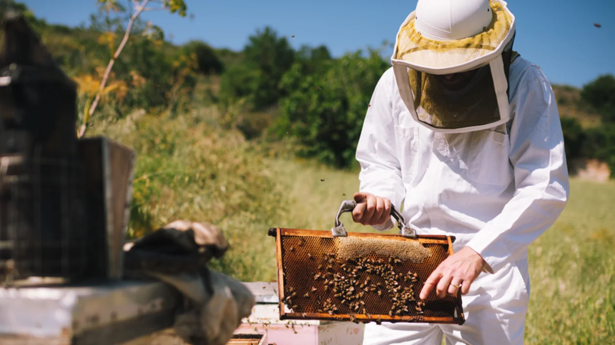 Beekeeping in Vavla, Cyprus
