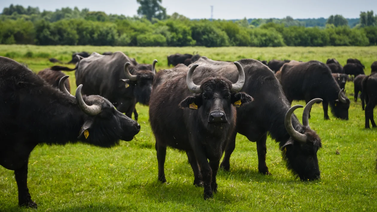 Buffalo reserve in Kápolnapuszta, Hungary