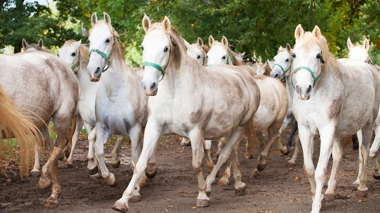 Lipizzaner horses herd, Slovenia