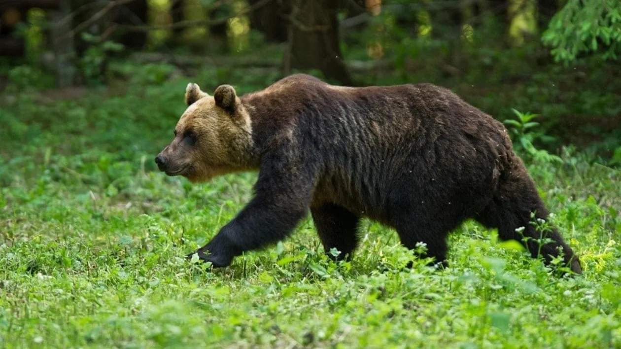 Come face-to-face with this majestic mammal in the forests of Estonia.