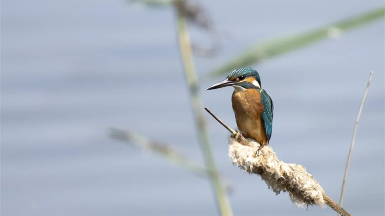 Kingfisher sits on cattail by the water in Oostvaardersplassen