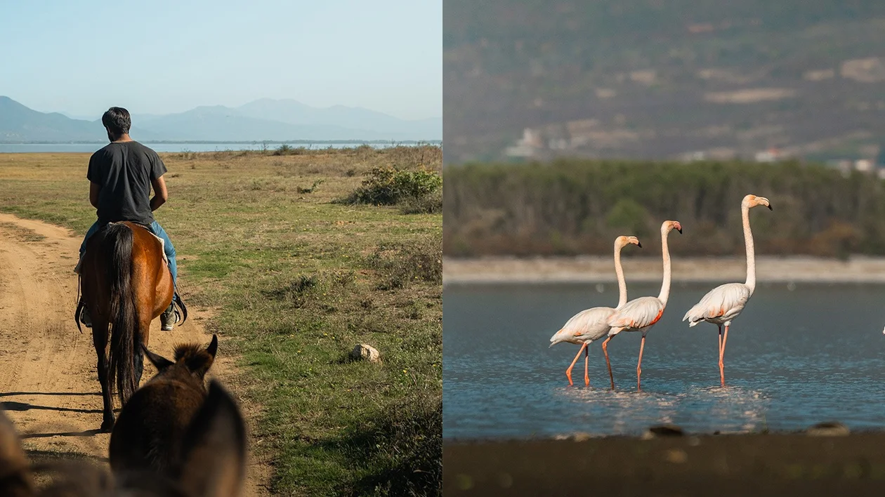 Horseriding and flamingo spotting at Lake Kerkini, Greece