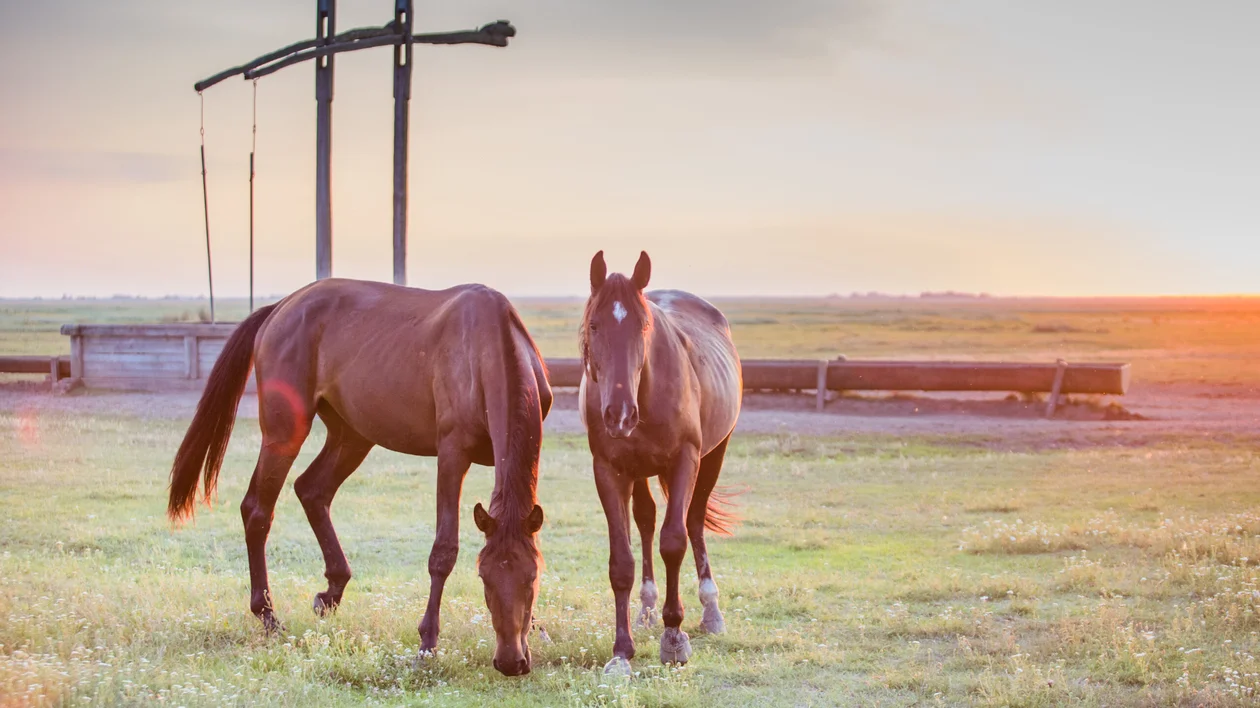 Hortobágy © Hungarian Tourism Agency