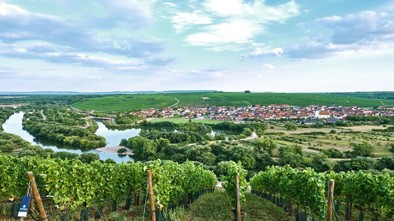 Vineyards along the river Main, Mainschleife