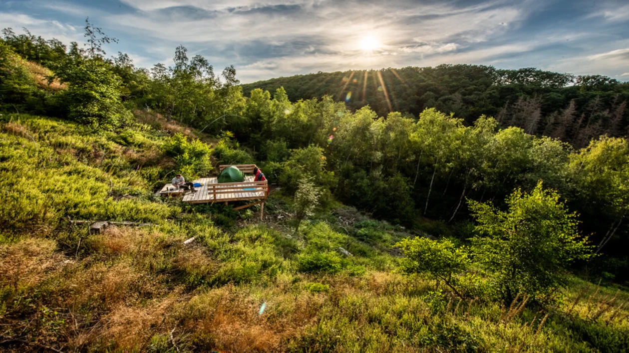 Green landscape with trees and some brown shades with the sunset on the back-