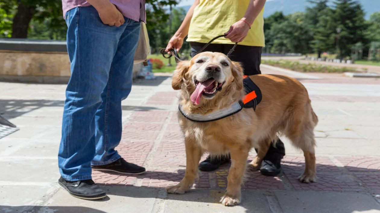 A golden retriever wearing a harness stands by two people outdoors.