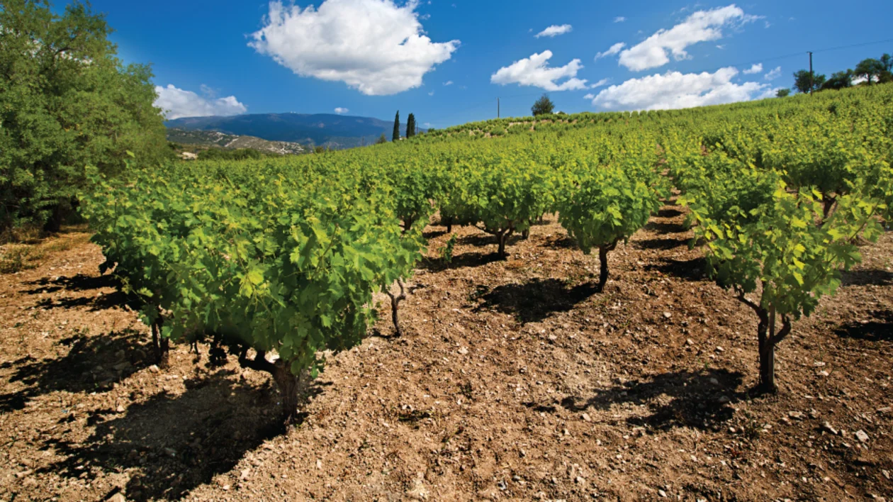 Lush vineyard rows on dry soil with mountain backdrop under blue sky in Cyprus.