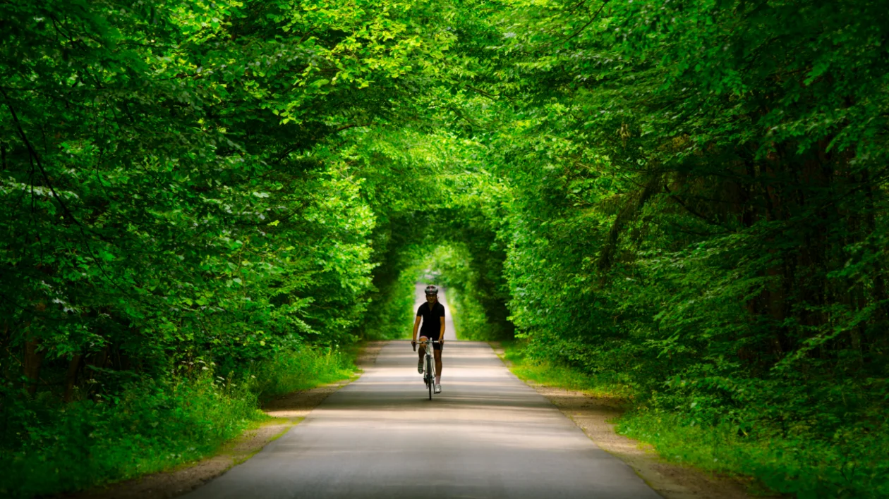 A cyclist rides along a tree-lined path, surrounded by lush green foliage creating a natural arch overhead.