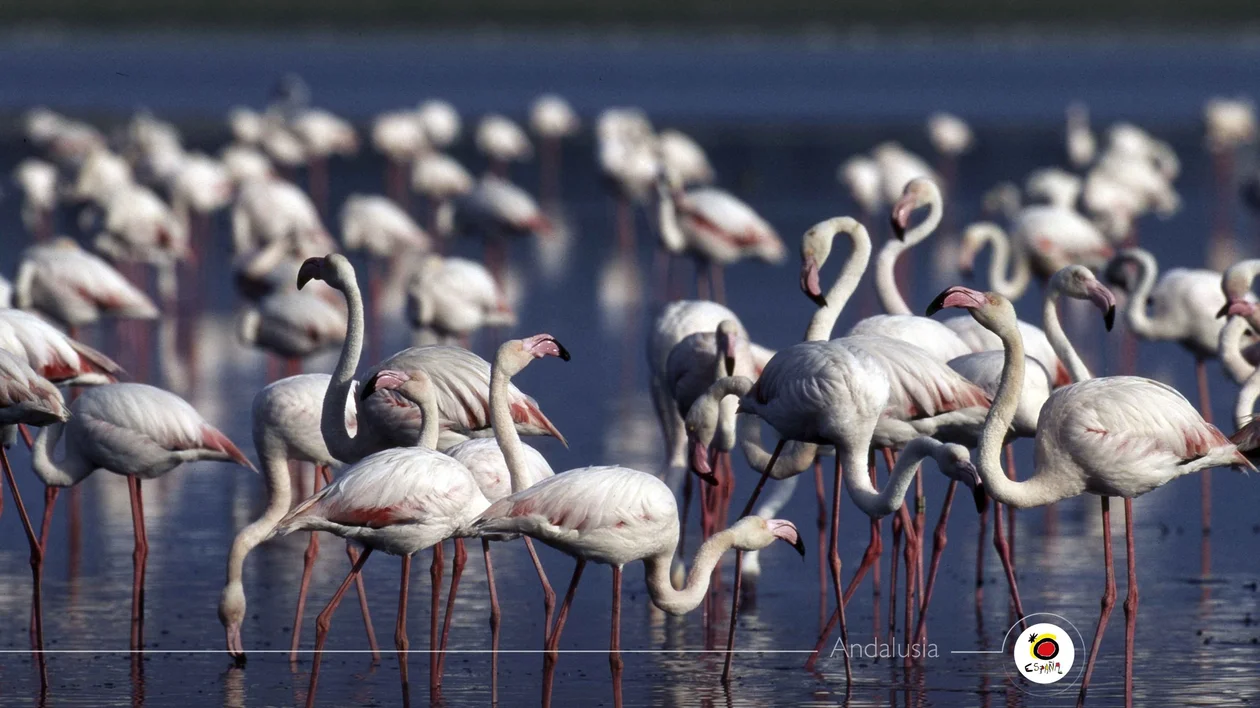 A flock of elegant flamingos wading in calm water, their pink-tipped wings and long legs create a beautiful scene.