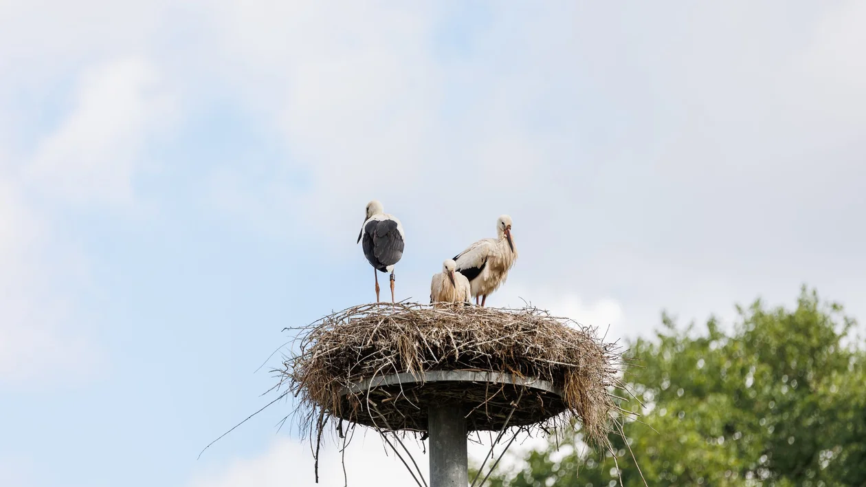 Three storks standing in a large nest built on top of a tall pole, set against a partly cloudy sky with trees in the background.
