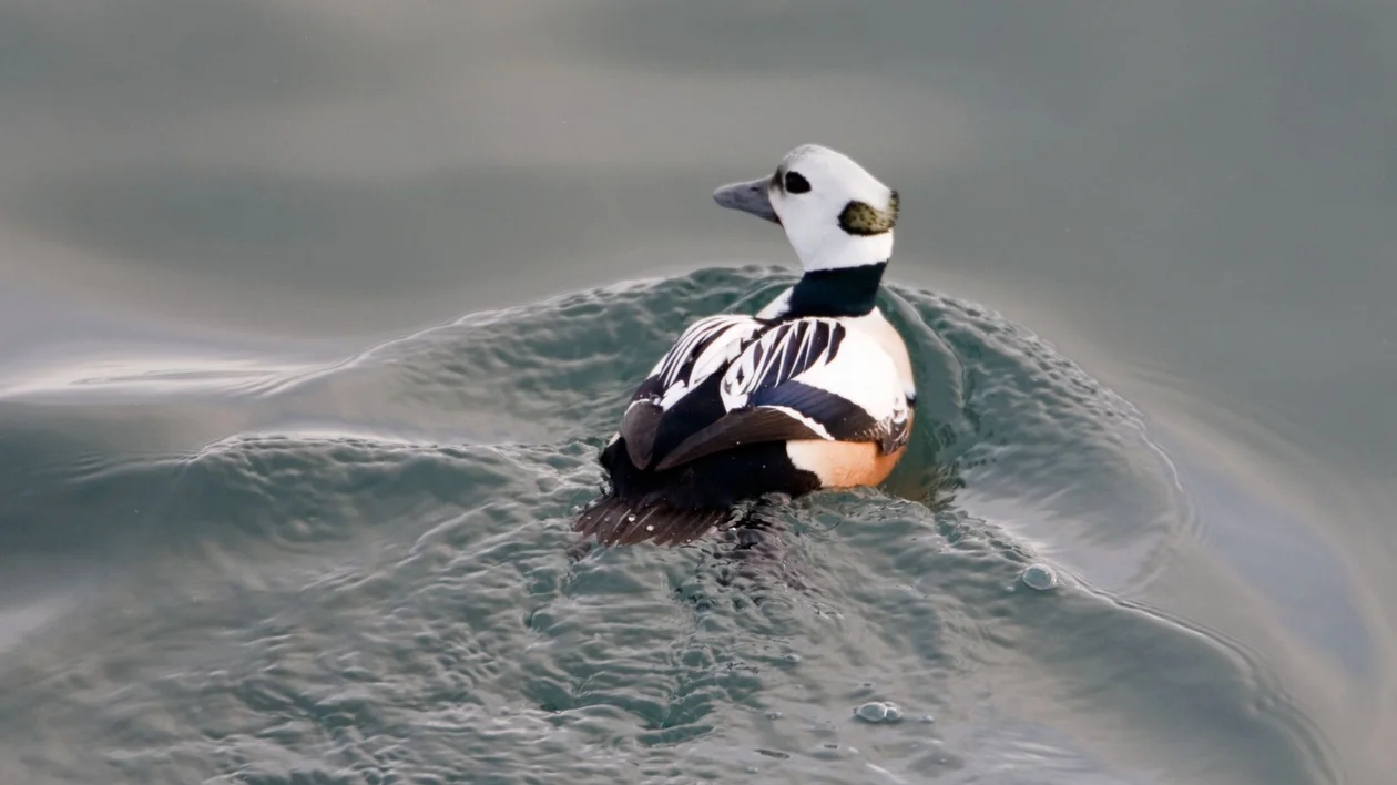 A male long-tailed duck swims gracefully on calm water, showcasing its striking black, white, and chestnut plumage.