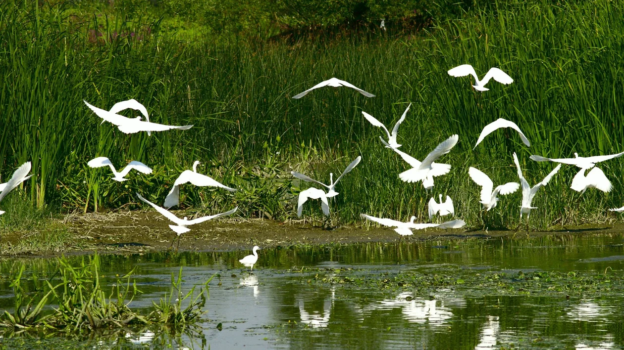 A flock of white egrets gracefully takes flight above a serene, reflective pond surrounded by lush green reeds.