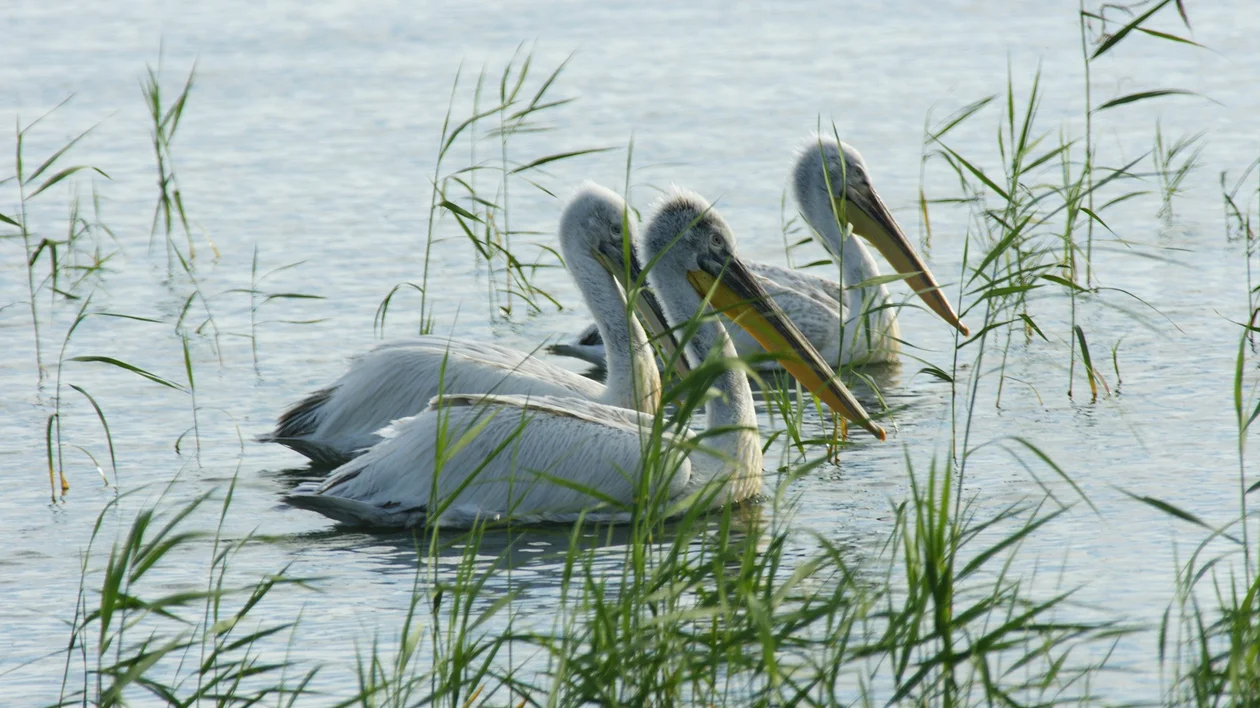 Three pelicans wade through shallow water, surrounded by tall green grass, under a serene and reflective sky.