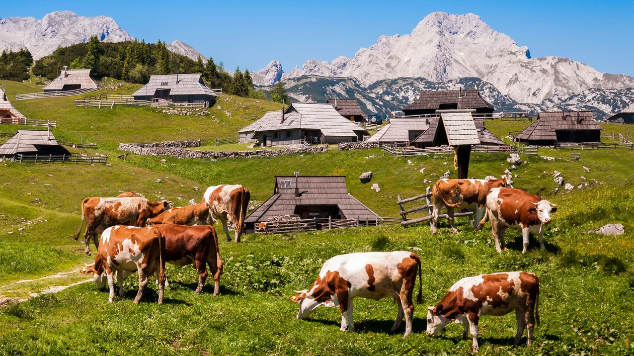 The,Cows,And,Herdsmen's,Huts,On,The,Big,Pasture,Plateau