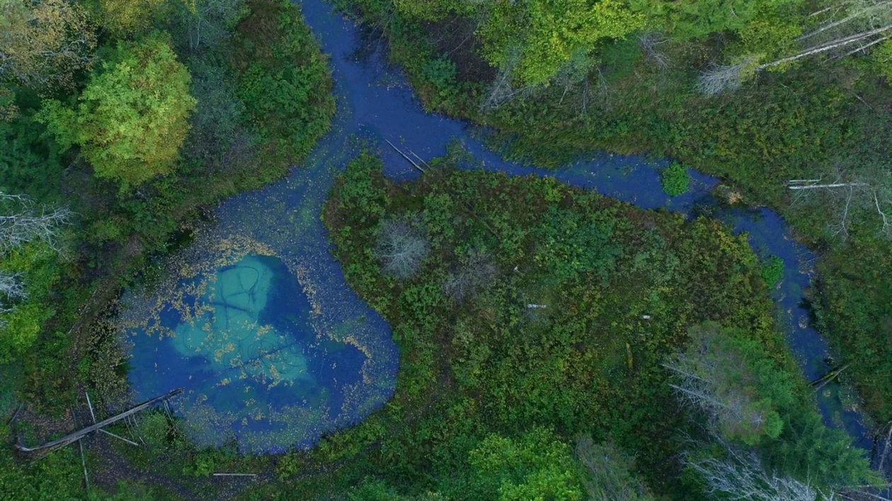 Aerial view of a winding waterway surrounded by lush green vegetation and scattered autumn leaves, creating a serene natural landscape.