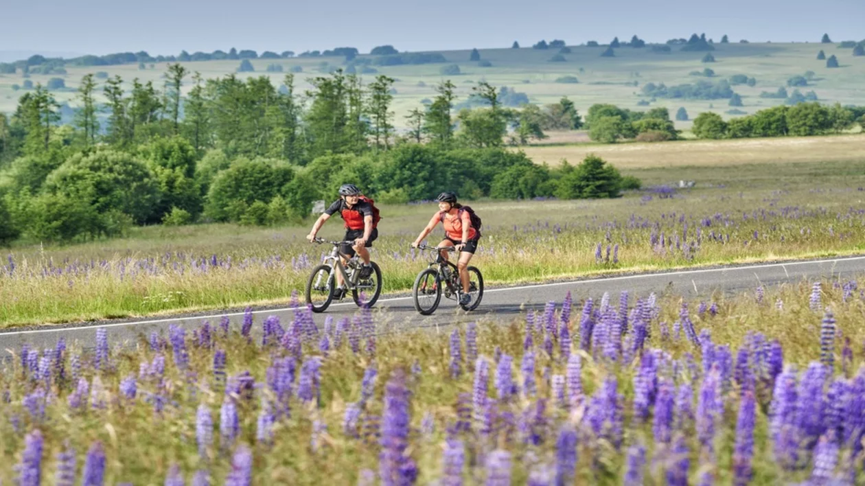 Two cyclists in red jerseys ride along a scenic road lined with purple wildflowers, surrounded by lush green hills and trees.