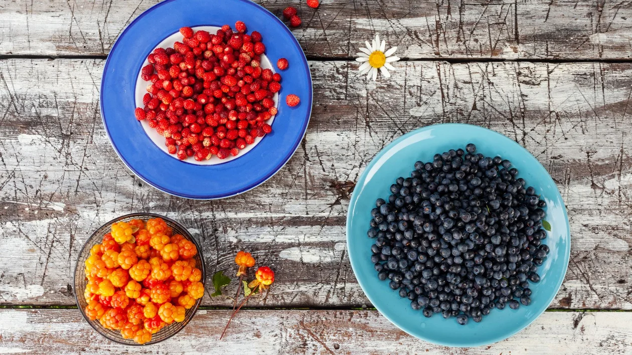 Plates of freshly picked Nordic berries: blueberries, cloudberries, and wild strawberries in Estonia.