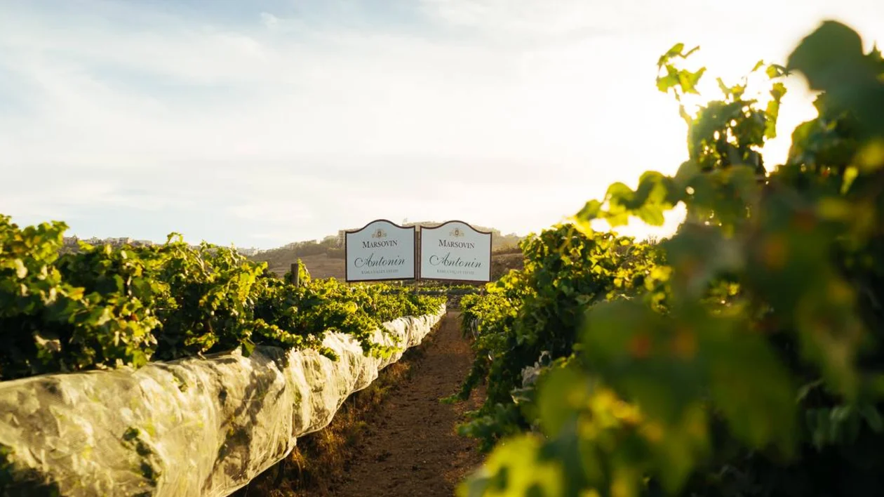Rows of vines stretch toward the horizon at golden hour, with the Marsovin Antonin Estate sign framed between them.