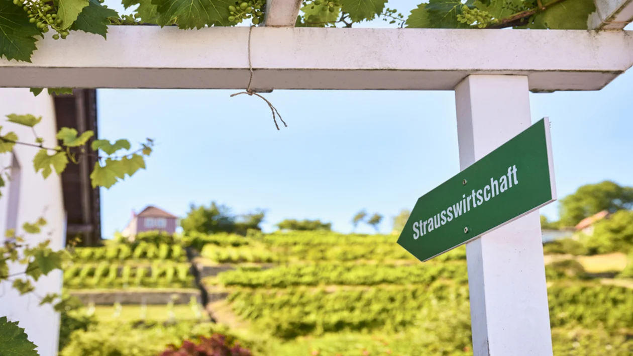 Green sign reading “Straußwirtschaft” under a vineyard pergola in Germany, pointing to a seasonal wine tavern among hillside vineyards.