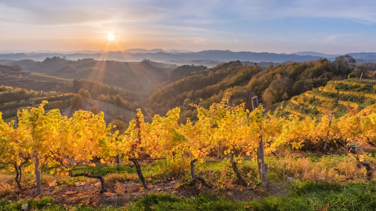 Golden vineyards in Maribor, Slovenia, glowing in the evening sun with rolling hills in the background.