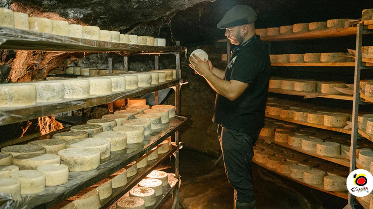 Cheesemaker inspecting wheels of Cabrales cheese ageing in a natural cave in Asturias, northern Spain — traditional artisanal cheese production.