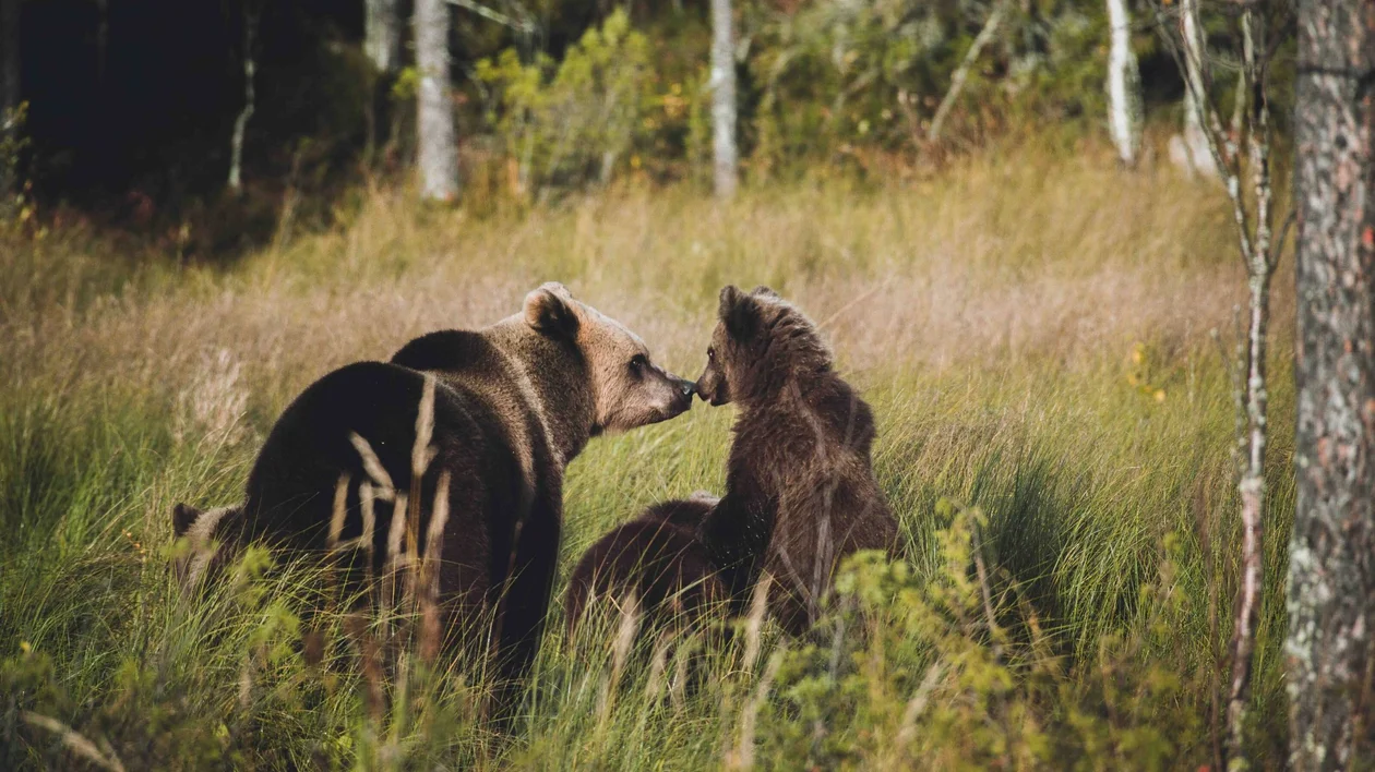 Close-up of brown bears in the forest of Oulanka National Park, Finland, standing on a rocky, mossy terrain.