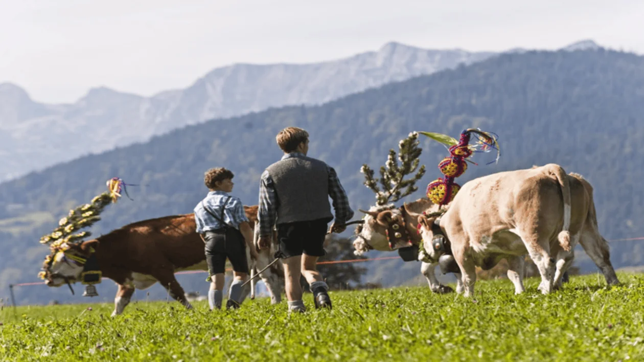 Two boys walking with decorated cows in a mountain pasture during a traditional cattle drive event (Almabtrieb).