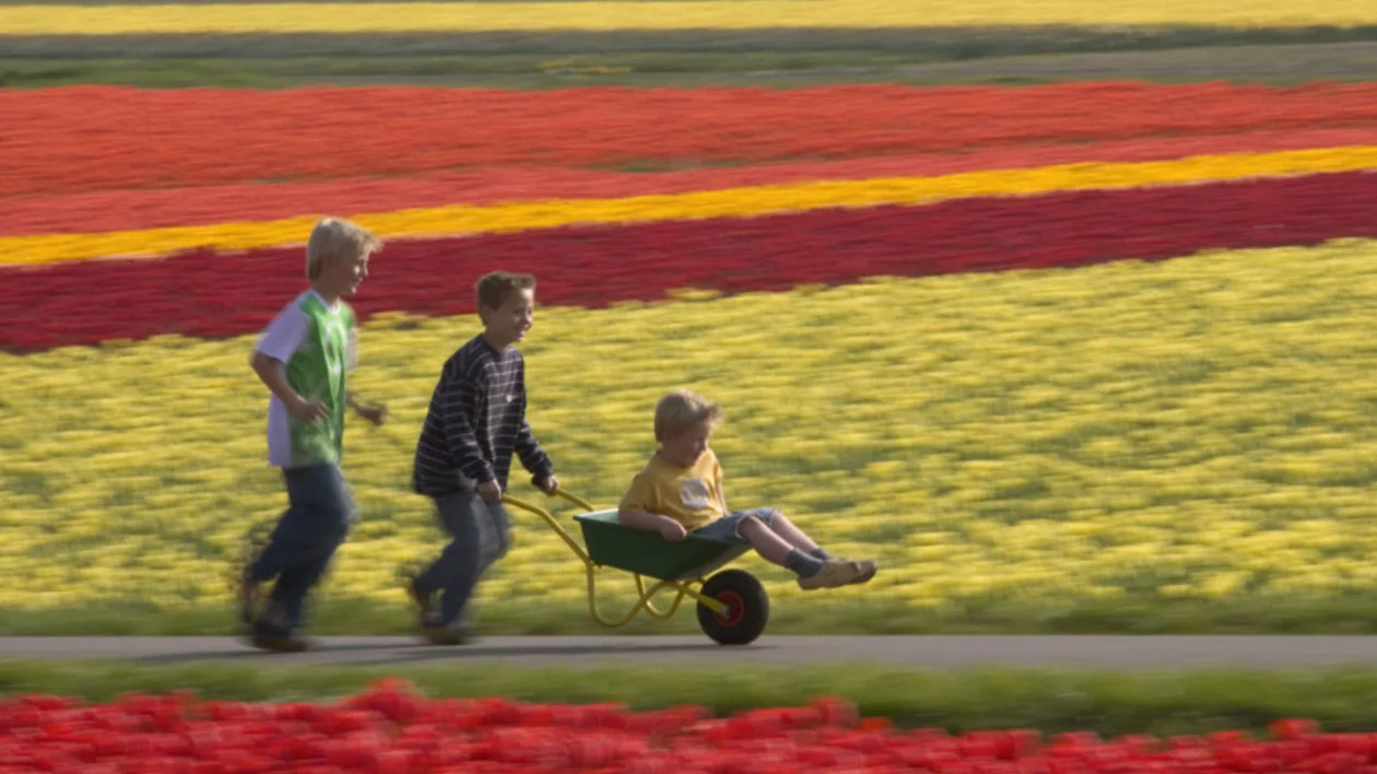 Children playing beside colorful tulip fields in the Netherlands