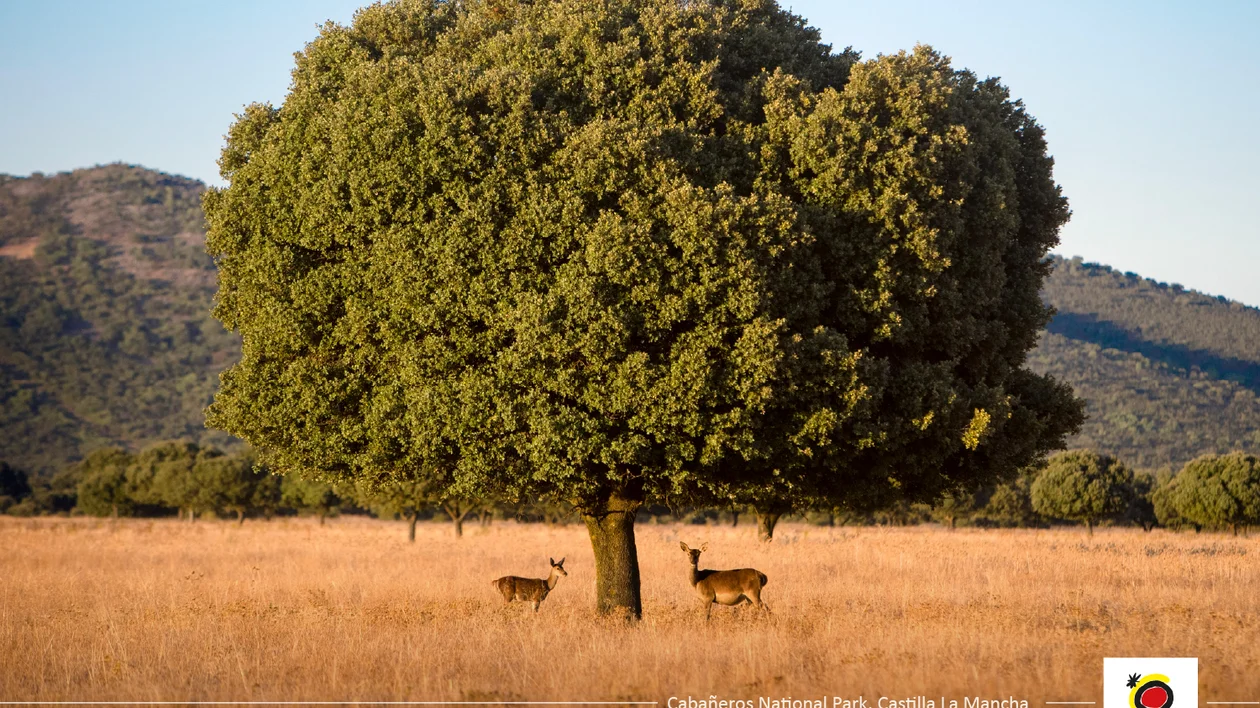 Two deer stand under a large tree in a golden grass field with mountains in the background.