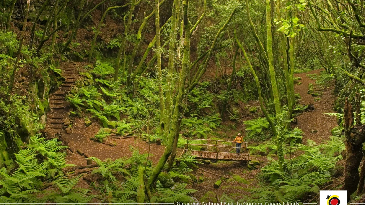 Lush green forest with ferns, moss-covered trees, and a small wooden bridge on a trail.