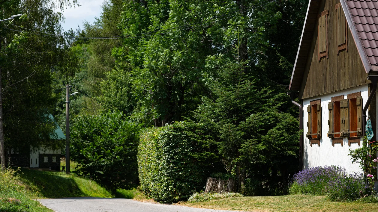 Wooden cottage along a quiet, tree-lined rural lane