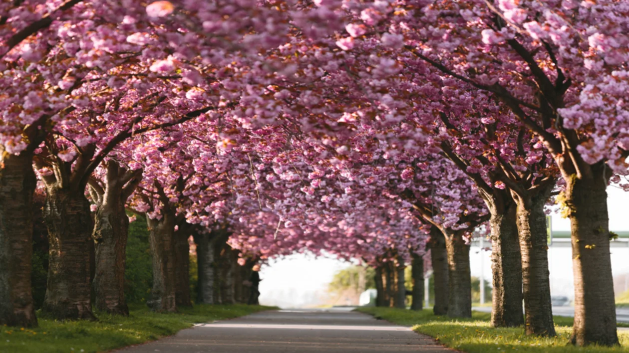 A tree-lined path with blooming pink cherry blossoms forming an arch overhead.
