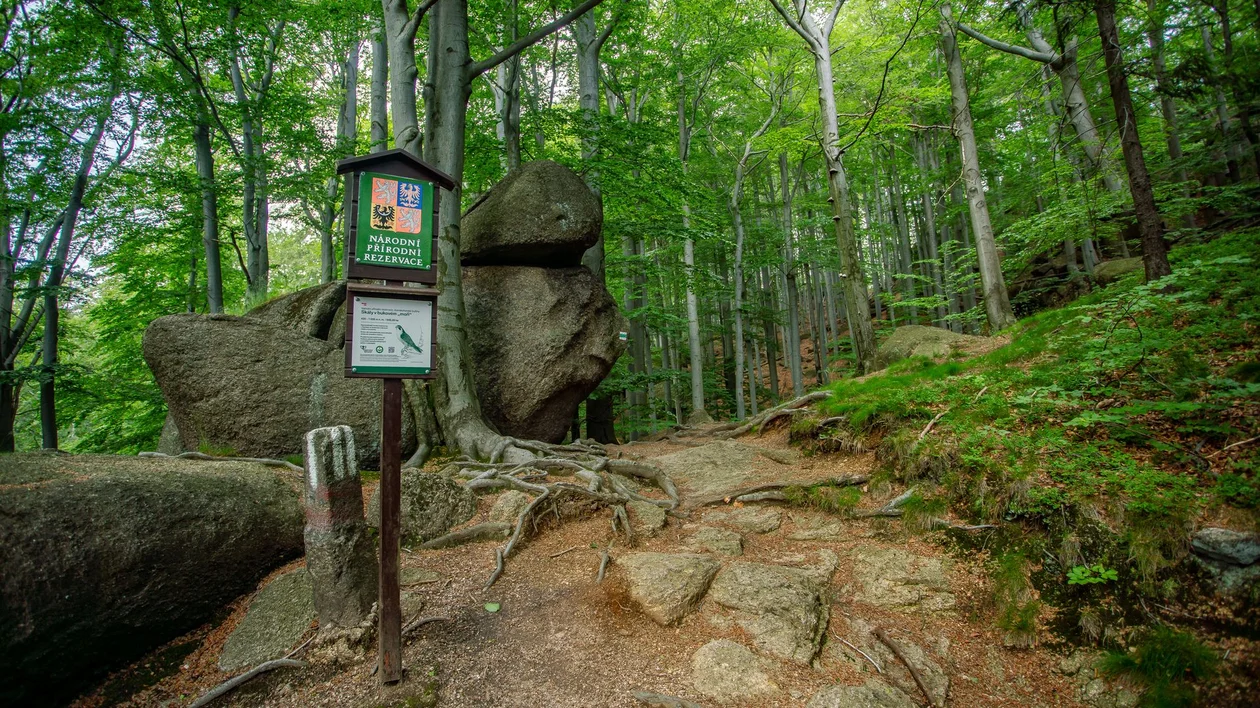 Forest trail with large boulders, tree roots, and a signpost among green trees.
