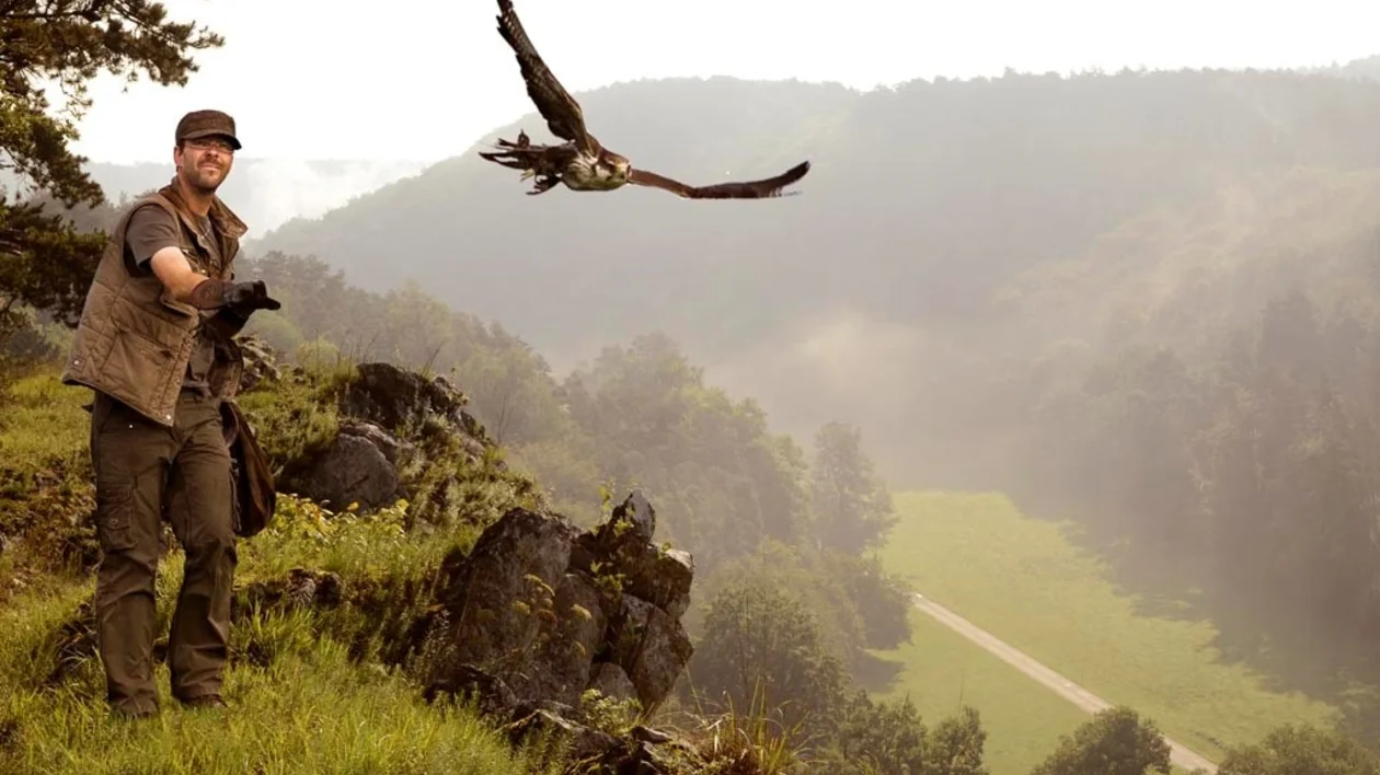 Falconer releasing a bird of prey during a traditional falconry experience in a scenic European landscape