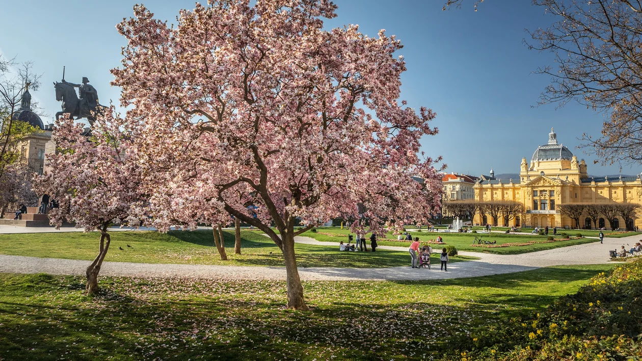 Pink blossoms in a sunny city park.