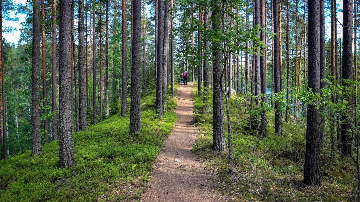 Dirt path winding through a dense pine forest with sunlight filtering through trees.