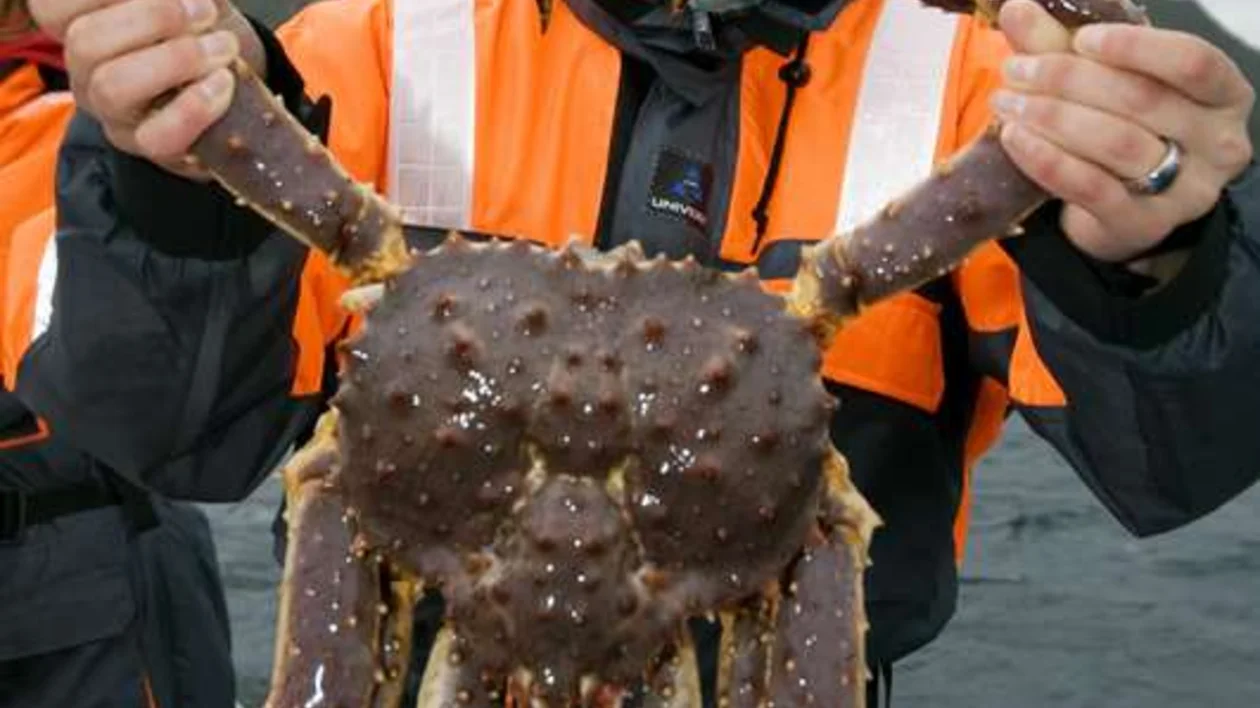 King crabs can grow to a tremendous size and are a staple in Norwegian cuisine.