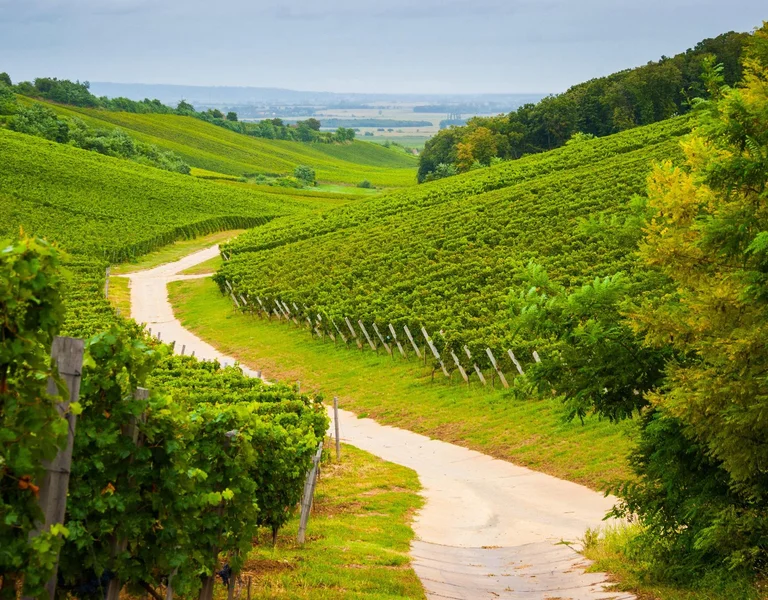 Szekszard Vineyards, Hungary
