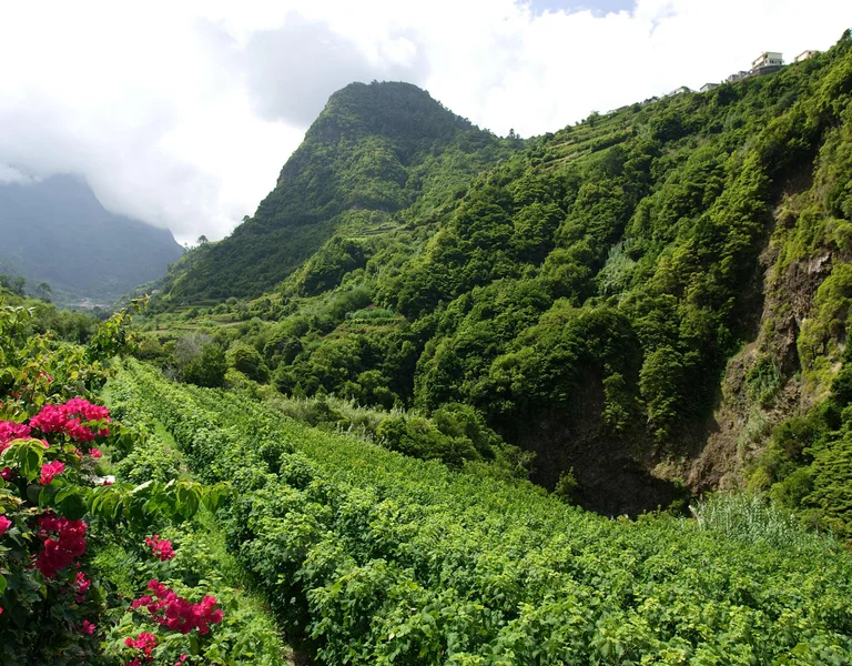 Vineyards in Portugal