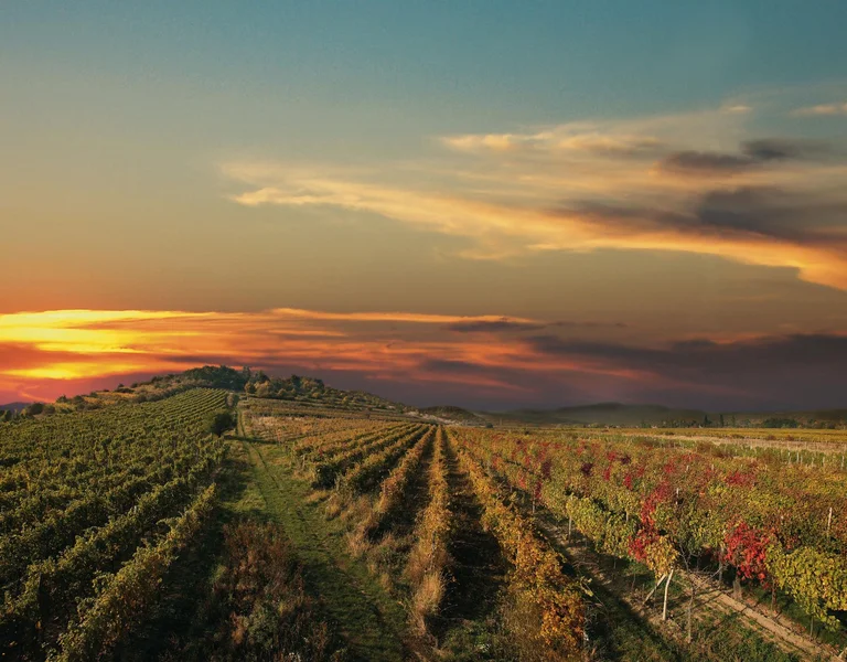 Slowacja-Malokarpacki Szlak Winny