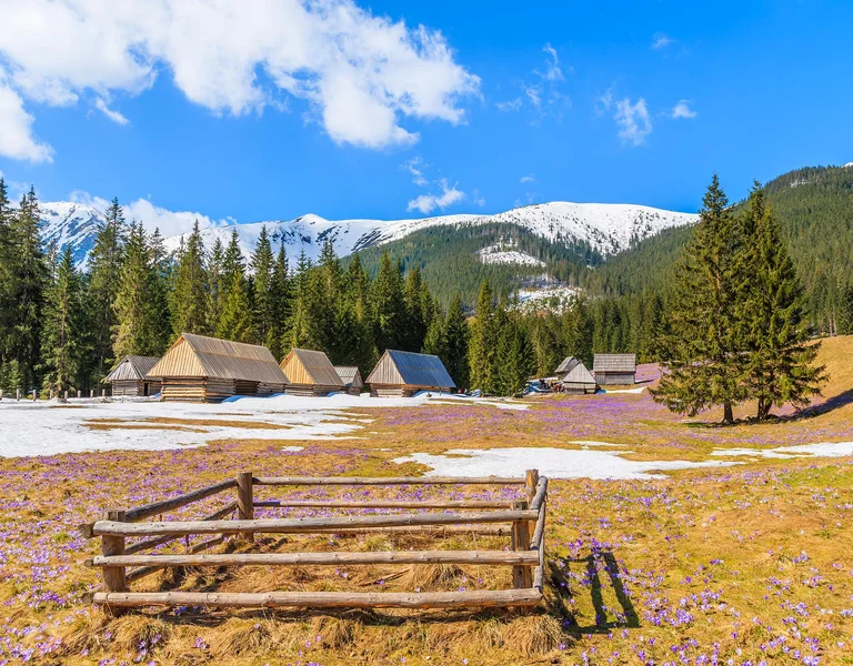 Wooden pen for holding sheep on meadow with blooming crocus flowers in Chocholowska valley, Tatra Mountains, Poland